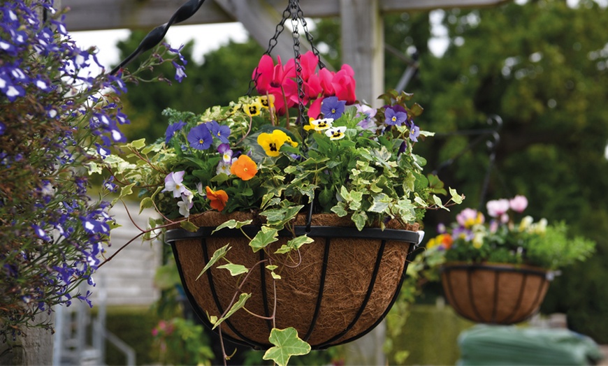 Image 1: Garden Hanging Basket Collection