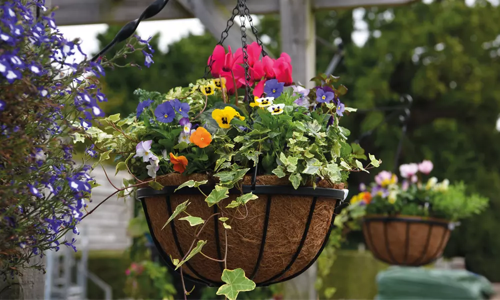 Garden Hanging Basket Collection - Primary Image