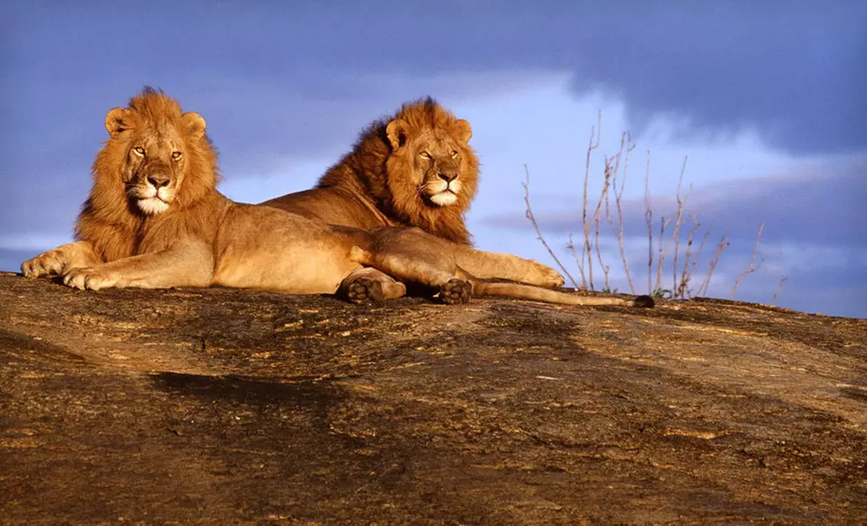 Nine-Day, Six-Night Kenya Safari with Airfare, Accommodations, and Most Meals from ET African Journeys - Primary Image