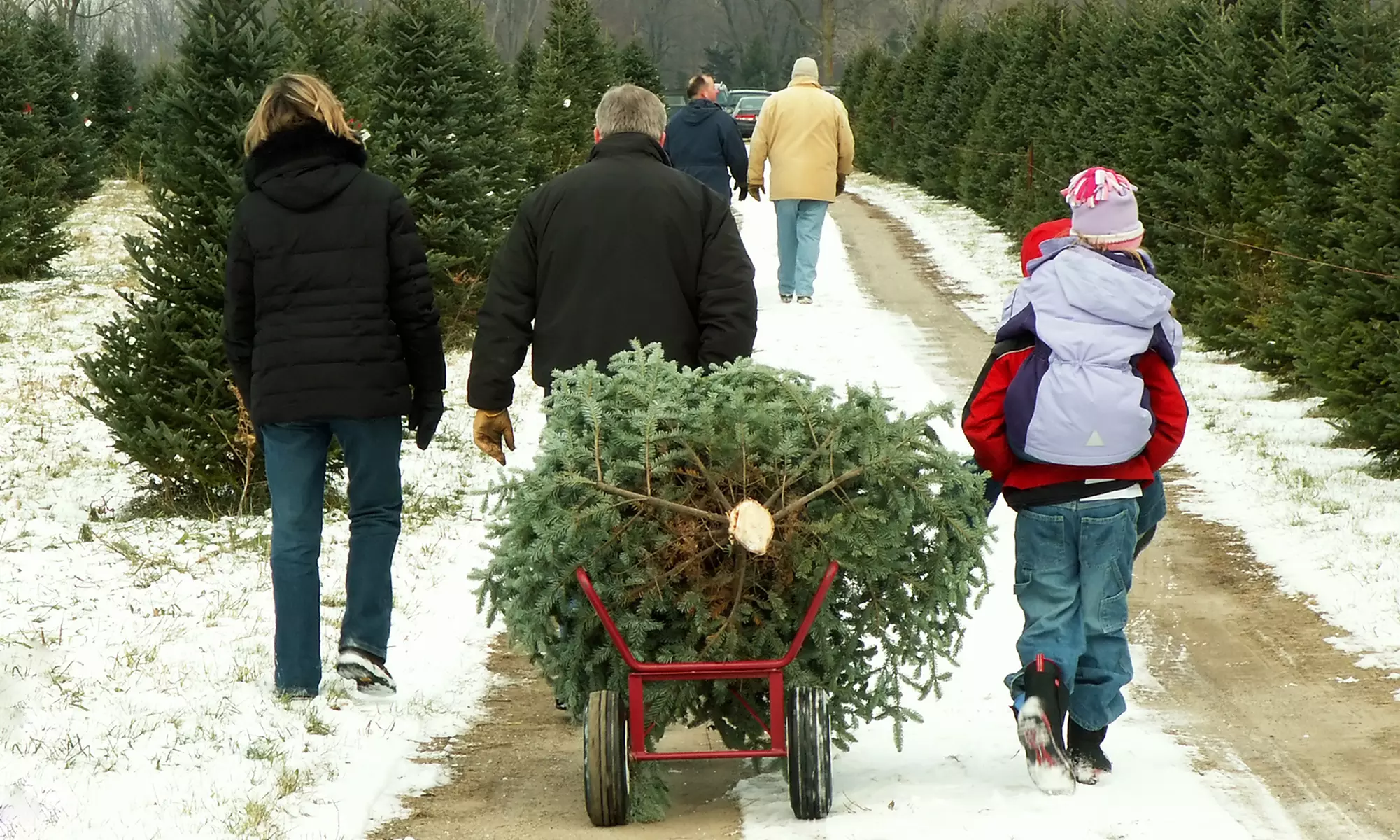 7- to 8-Foot Douglas or Fraser Fir Christmas Tree at Cedar Grove Christmas Trees (50% Off) - Primary Image