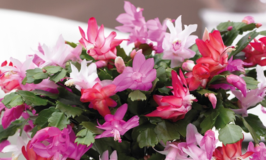 Image 4: Tricolor Christmas Cactus Plant