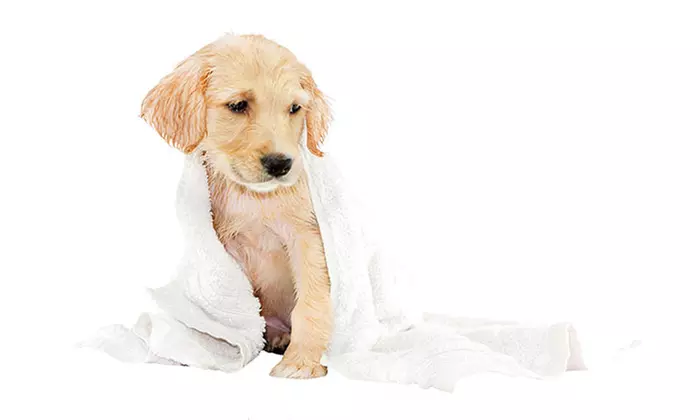 Mobile Bath Package for Small, Medium, Large, or X-Large Dogs from Alpha Grooming Pet Salon (Up to 31% Off) - Primary Image