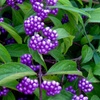 Image 6: Callicarpa Profusion XL