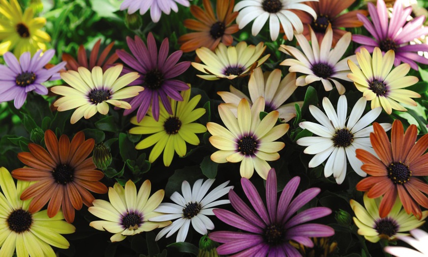 Image 2: 5, 10 or 20 Trailing Daisy Osteospermum Falling Stars Plug Plants