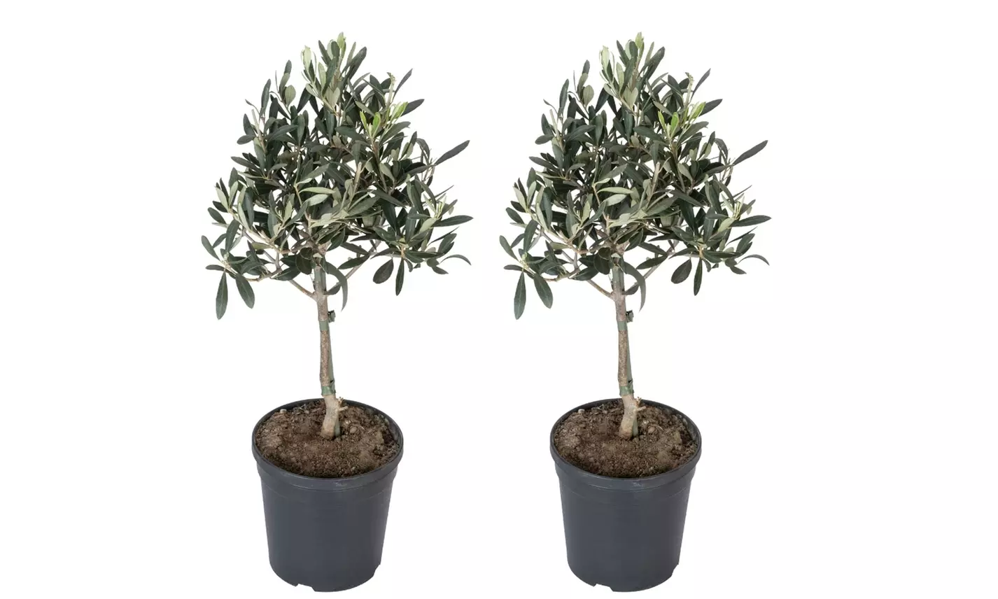 Bis zu 8x Olivenbäume