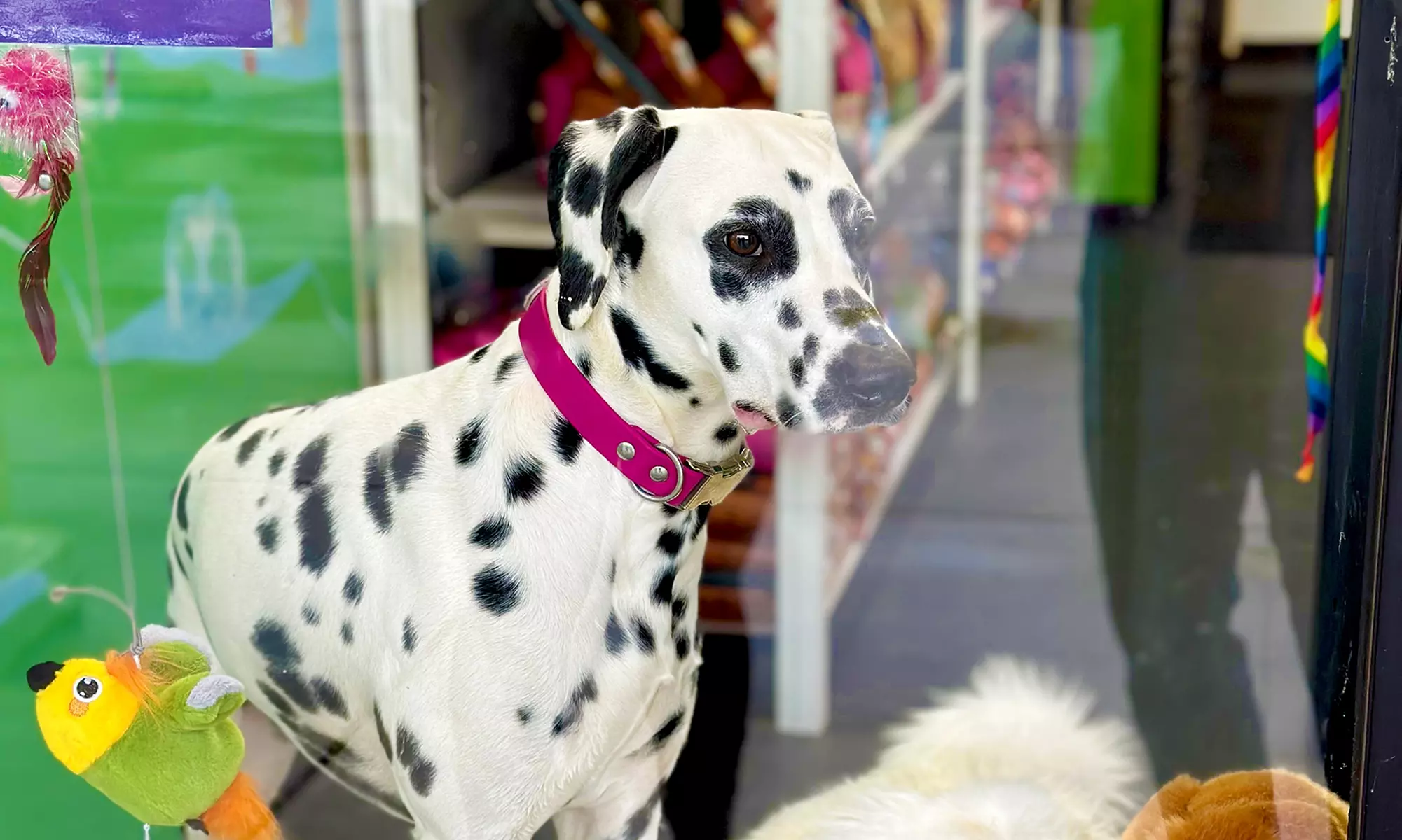 Up to 63% Off on Pet Supply Store at Paws N' Play