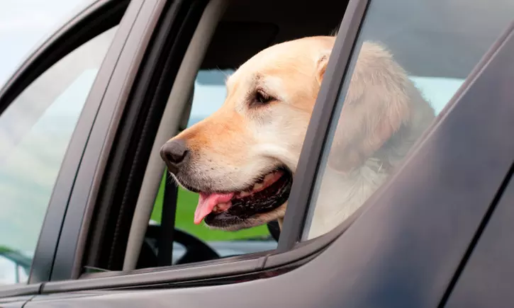 One or Two Round-Trip Pet-Taxi Rides from PuppyCat Taxi (50% Off) - Primary Image