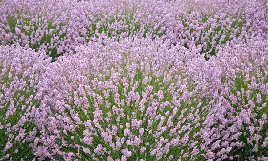 Image 1: Fragrant Pink Lavender 'Rosea' – up to 5 potted plants