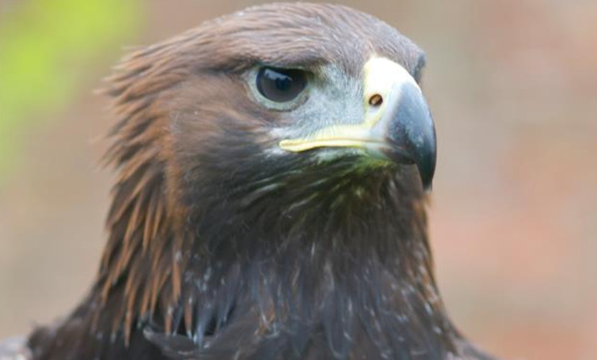 Image 1: Entry Ticket to York Bird of Prey Centre