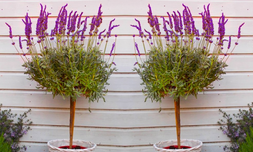 Image 3: Standard or Large Lavender Trees 