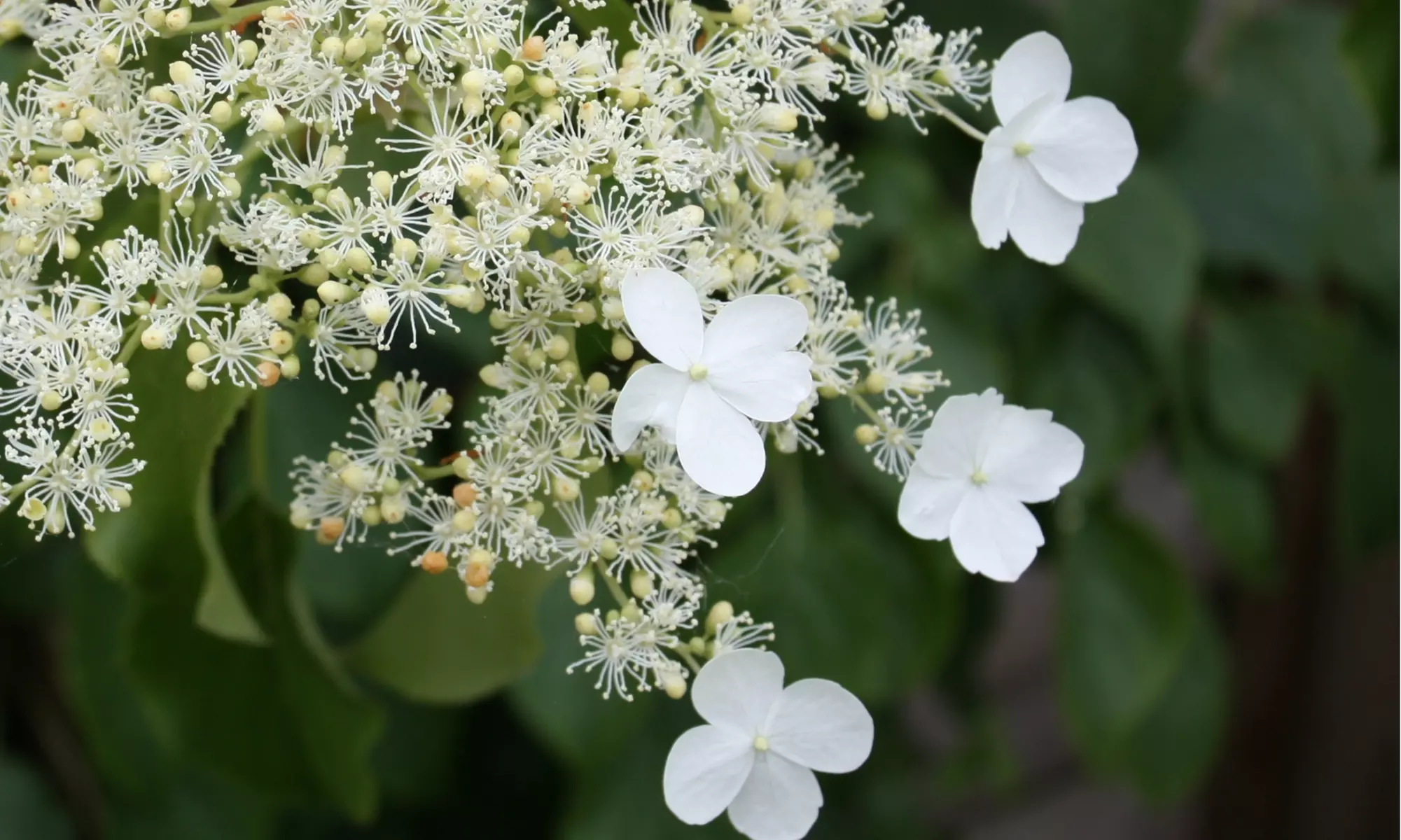 2er-Set Kletter-Hortensie