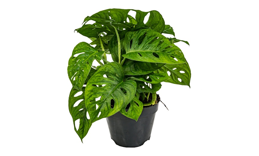 Image 5: Monstera ‘Monkey Mask’ Plants