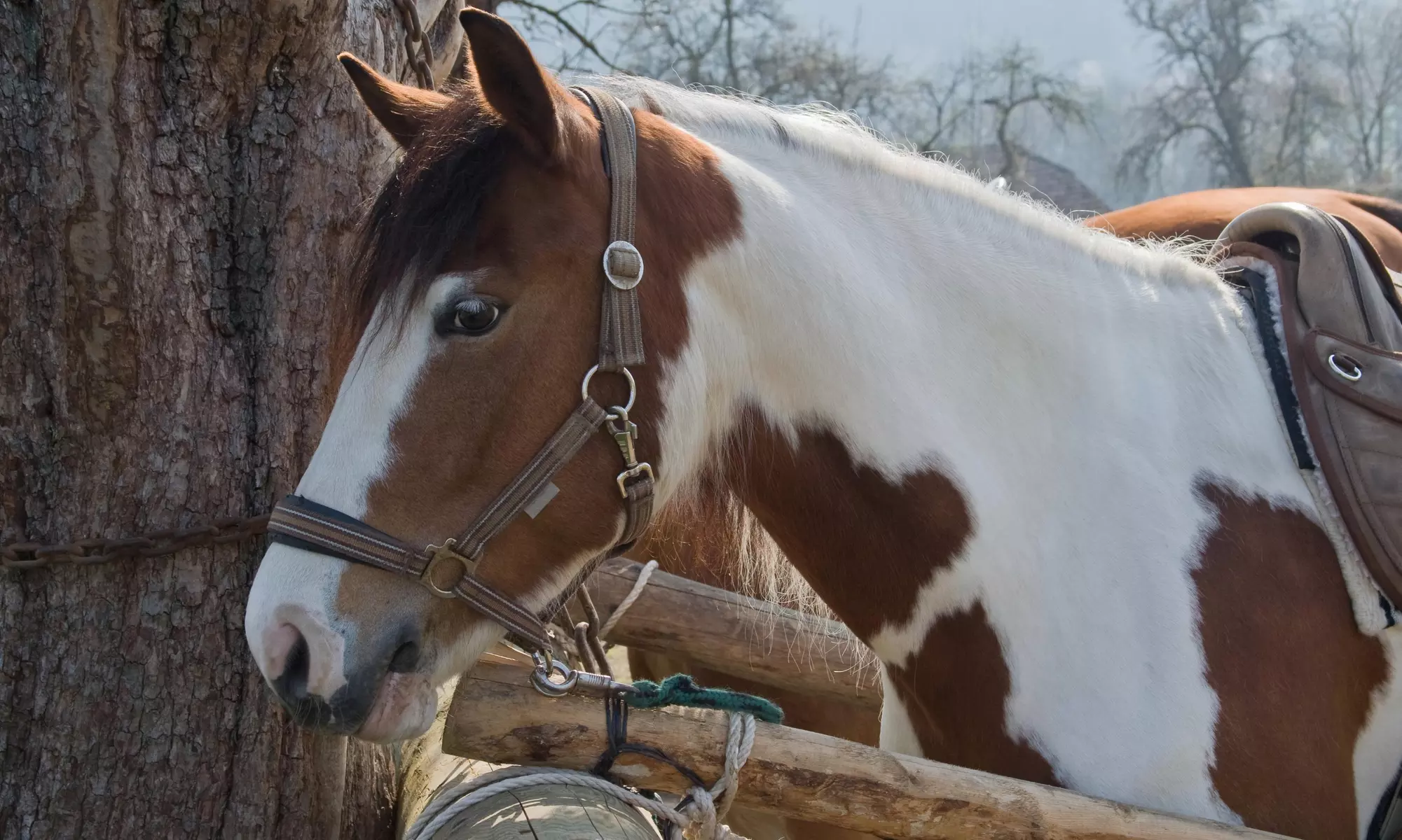 $180 for $225 Worth of Horseback Riding — Sunshine and Daydreams Horseback Riding - Primary Image