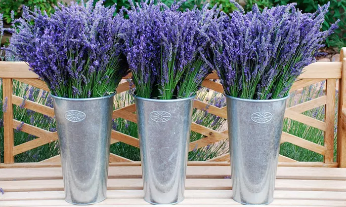 Admission for Two or Four to the Red Rock Lavender Festival with Pick-Your-Own Lavender Bouquets (Up to 54% Off) - Primary Image