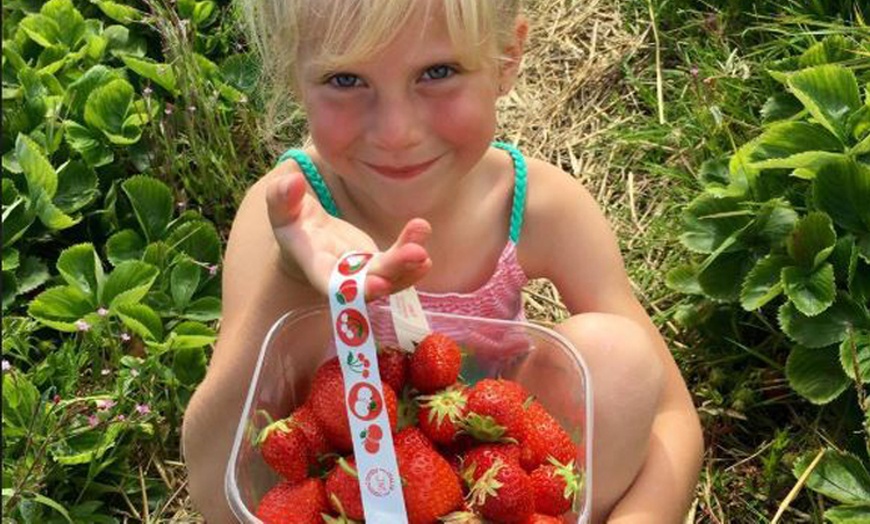 Image 1: Pick-Your-Own Fruit