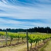 Image 2: Explore Wine Flights for 1, 2, or 4 People: Includes 5 Tastings Each


