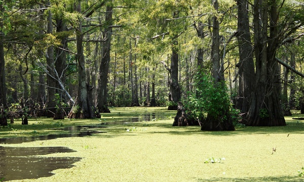 Cajun pride swamp store tour groupon