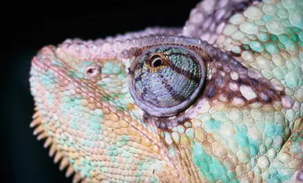 $7 for Reptile-Zoo Visit at Reptilia in Vaughan (Up to $15 Value) - Primary Image