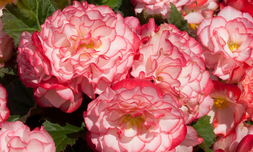 Image 3: 12 or 24 Plants of Begonia Non-Stop Rose Petticoat