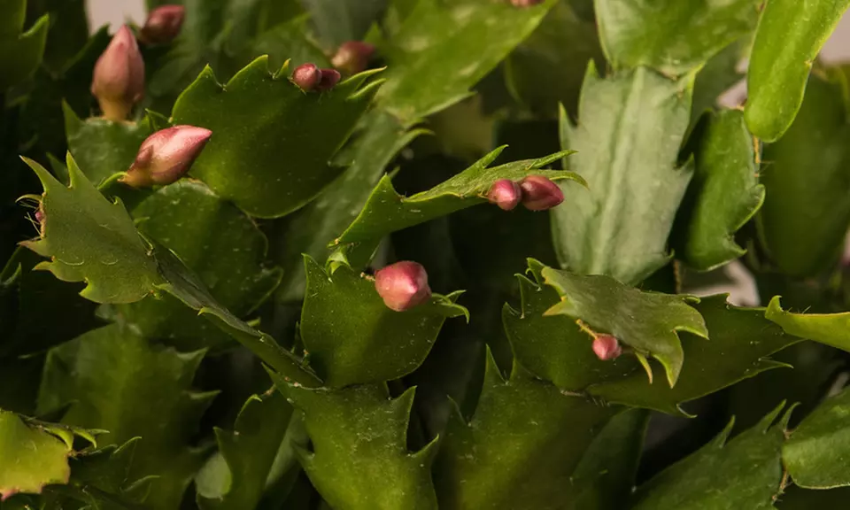 Candy Cane Christmas Cactus Potted Plant - Second Medium