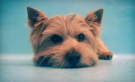 Grooming for One or Two Dogs at Biscuits & Bath (Up to 76% Off) - Primary Image