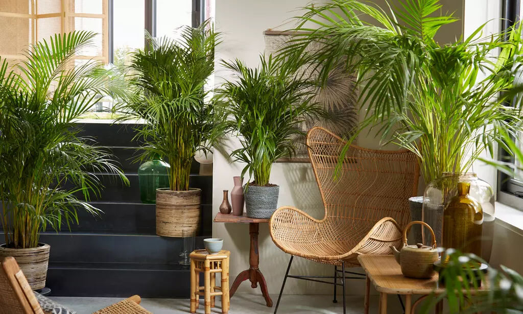 1 pianta di Areca Dypsis 100 cm