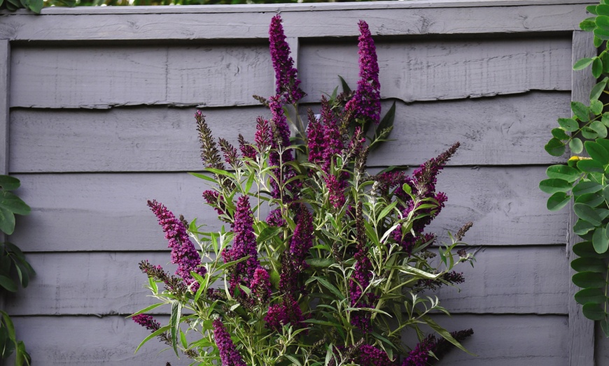 Image 8: One or Three Buddleja Butterfly Tower Plants