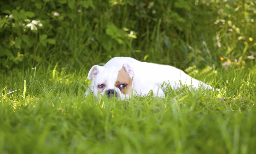 Image 3: Pet Photoshoot with DVD