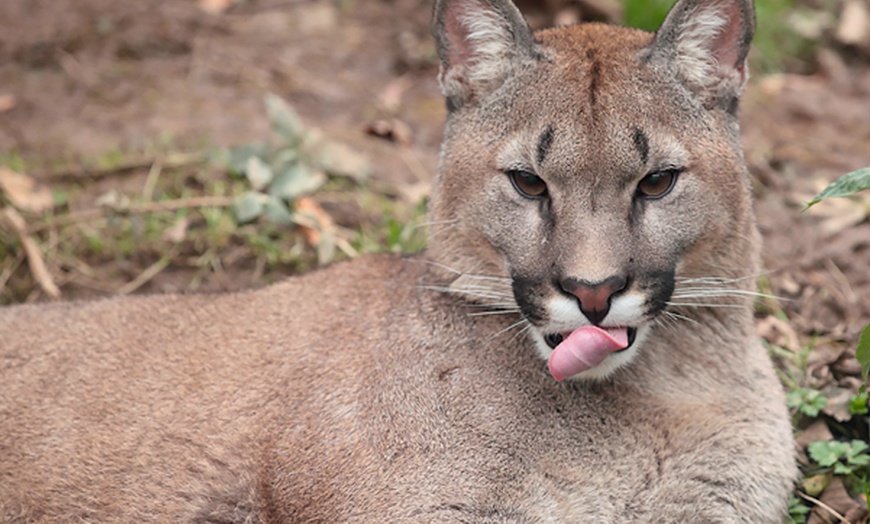 Image 2: Big Cat Experience and Zoo Entry