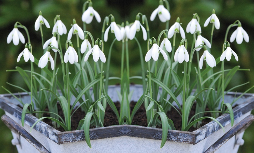 Image 2: Bluebells or Snowdrop Bulbs 