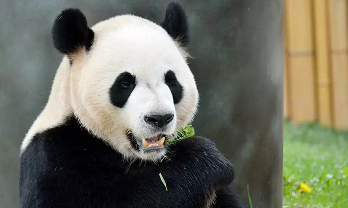 Toronto Zoo Visit for a Senior, or Adult (Up to 46% Off)   - Primary Image