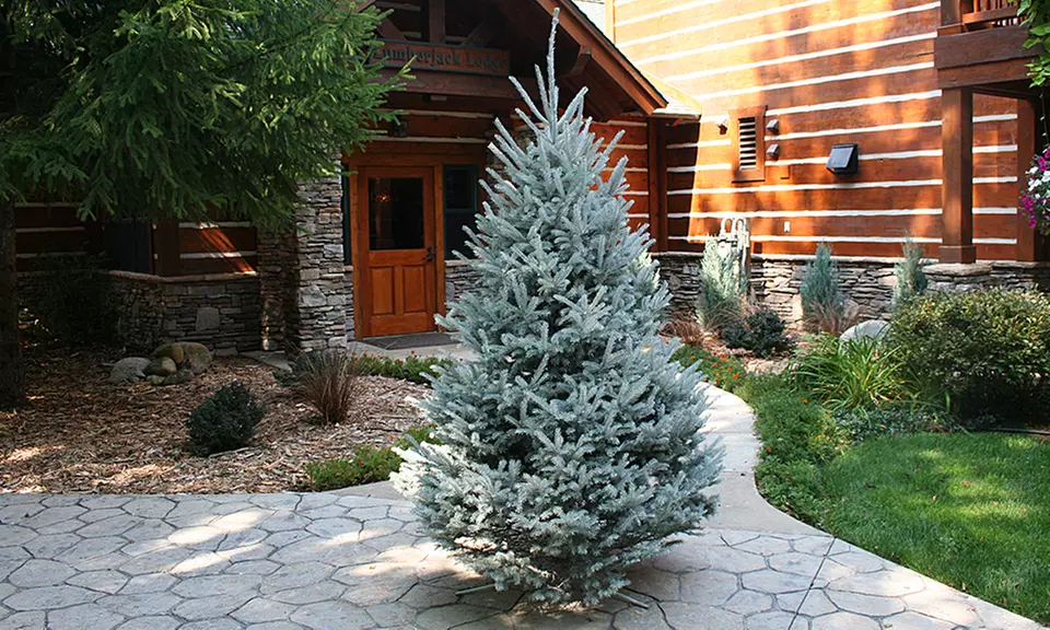 Fresh-Cut Christmas Tree with Home Delivery - Second Medium