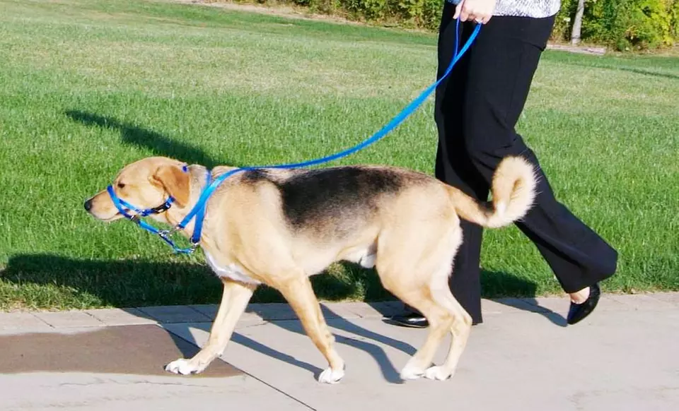 $9.99 for a Holt Head Dog Collar (Up to a $19.99 List Price). Multiple Colors Available. Free Returns. - Primary Image