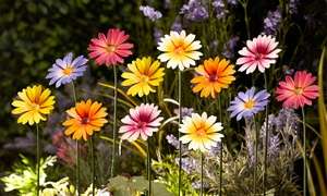 Six Metal Daisy Flower Stakes