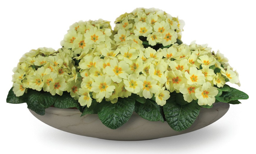 Image 3: 15 or 30 Primrose 'Everlast' Hardy Perennial Garden-Ready Plants