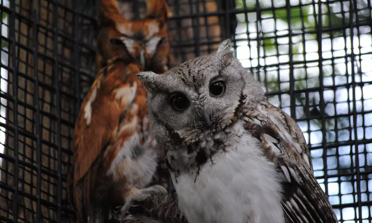 Dual or Family Membership or Adopt-A-Bird Package with Four Guest Passes at Tracy Aviary (Up to 46% Off) - Primary Image