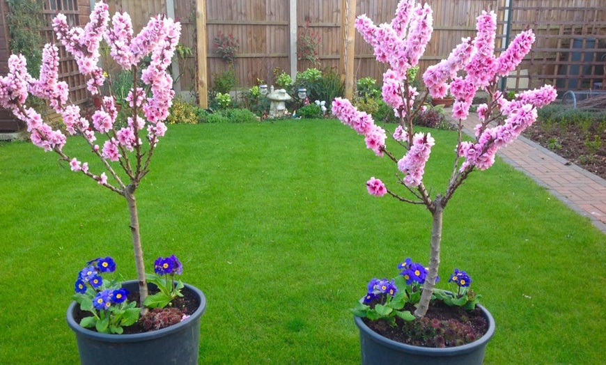 Image 5: Red-Leaf Patio Peach Tree