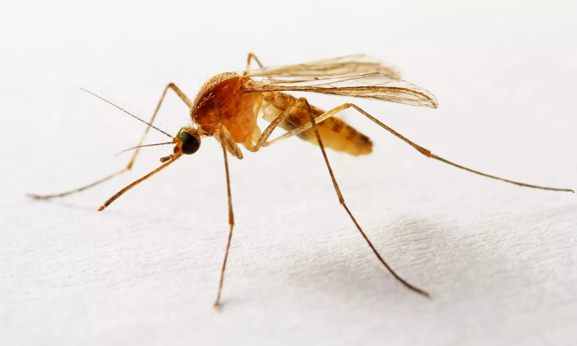 One or Two Mosquito Treatments with Optional One or Two Bee-and-Wasp Treatments from Dart Pest Control (Up to 74% Off) - Primary Image