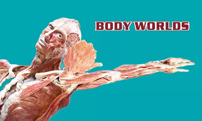 BODY WORLDS & The Cycle of Life Exhibit at the Texas Museum of Science and Technology Ends 11/8 (50% Off) - Primary Image