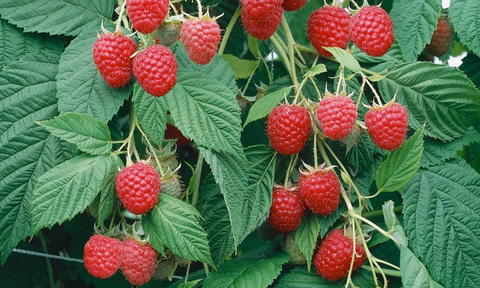 Premium Raspberry Plants | Groupon