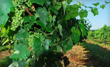 $10 for $20 Worth of Locally Grown Wine at Grinder's Switch Winery in Centerville - Primary Image