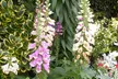 12 or 24 Foxglove Dalmatian Mix Plants - Image 2