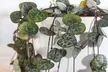 Mixed Selection of Hanging Houseplants - Potted Plants - Second Medium