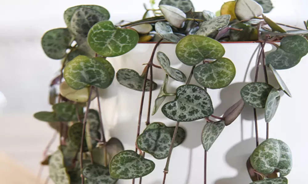 Mixed Selection of Hanging Houseplants - Potted Plants