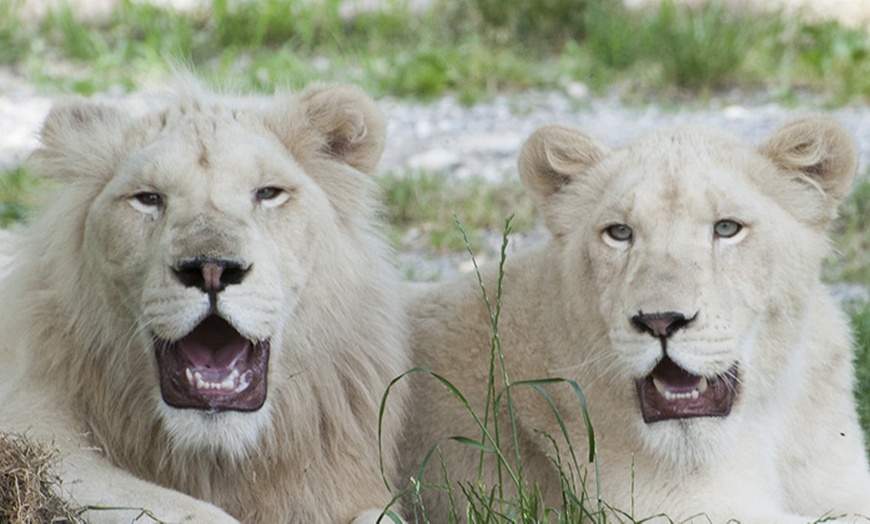 Image 4: Ingressi al Safari Park