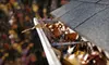 Gutter Cleaning, Window Cleaning, or Power-Washing from On The Spot Home Services