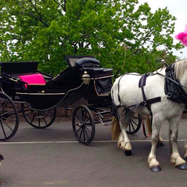 horse and buggy rides near me