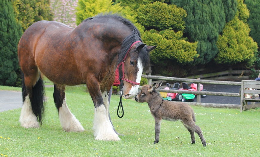 Image 6: Pony Centre, Entry For Two