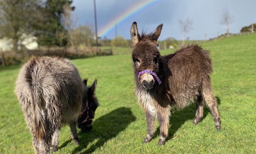 Image 12: Miniature Donkey & Alpaca Experience