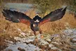 Up to 60% Off on Falconry - Recreational at The Falconry School - Image 6